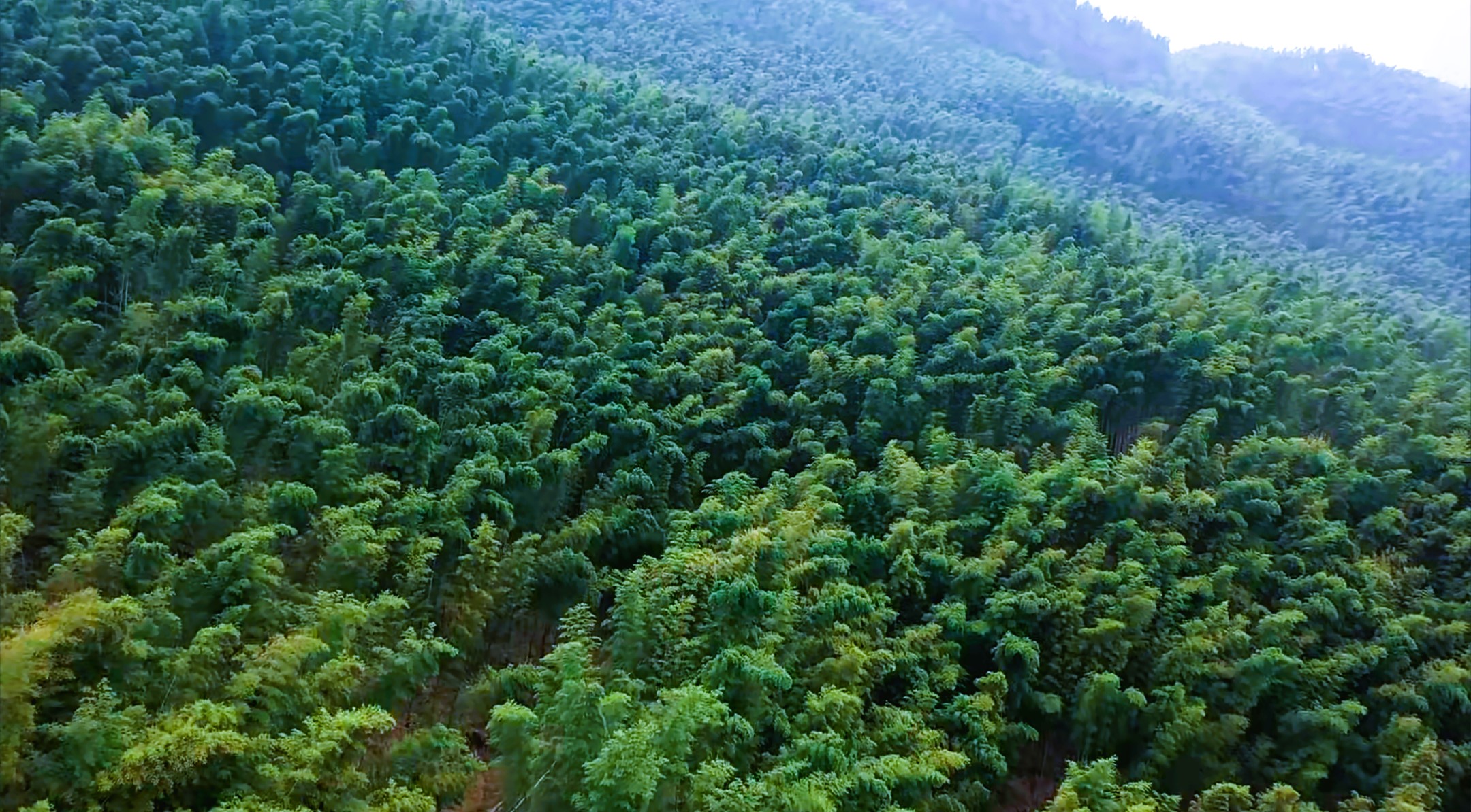 山不野丨用长宁的风骨 成就天然的享受